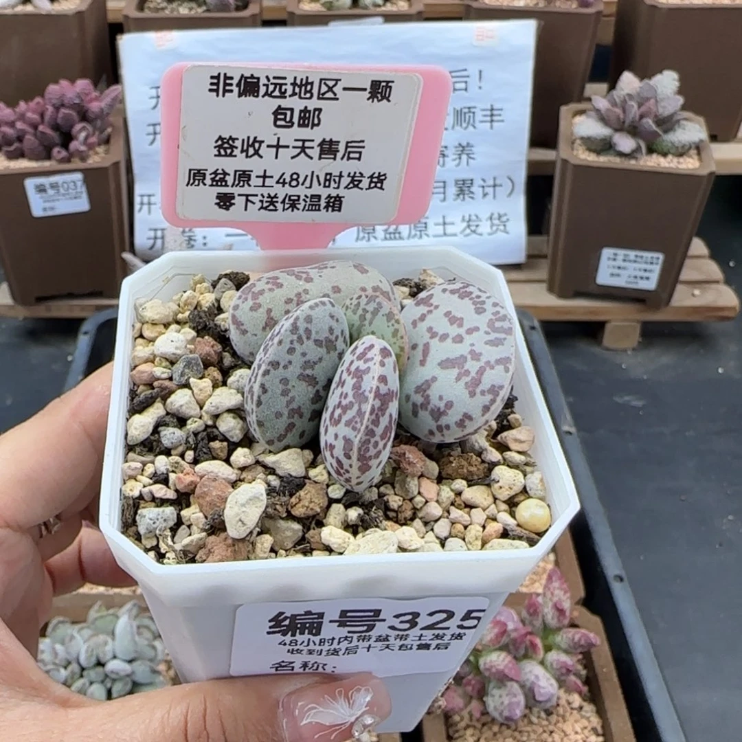 325花旦多肉植物