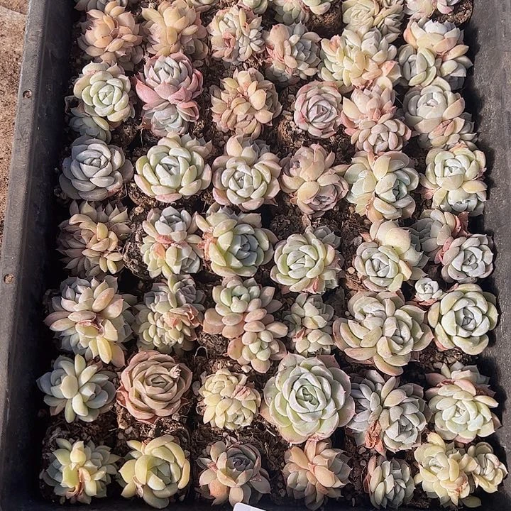 直播福利一物一拍280