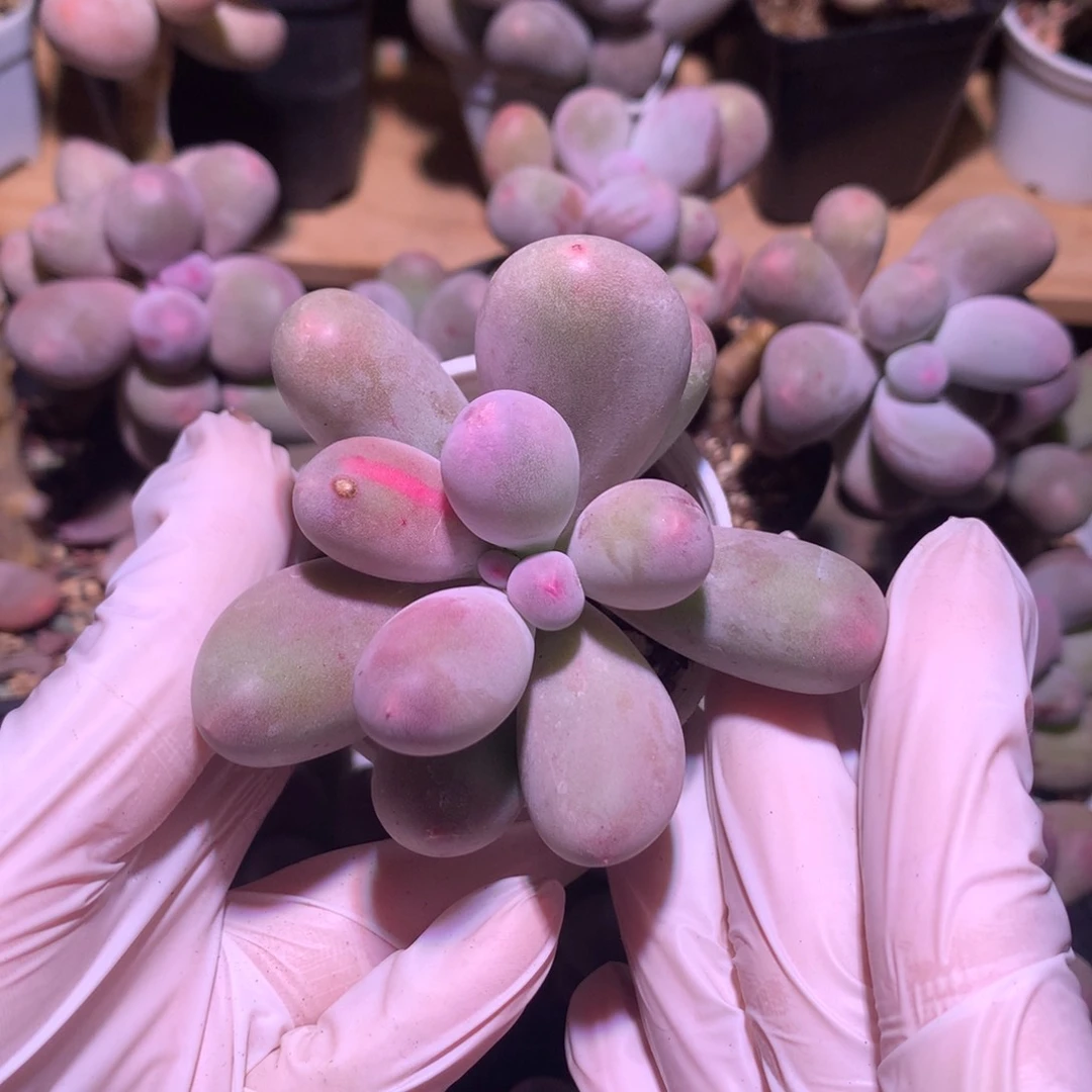 米可奶酪多肉锦米可奶