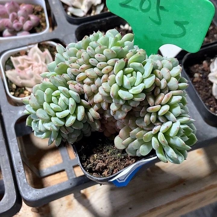 多肉植物2053多肉