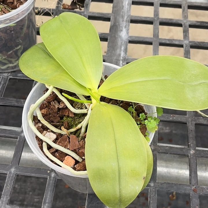 全部花苞盲盒福利不售后