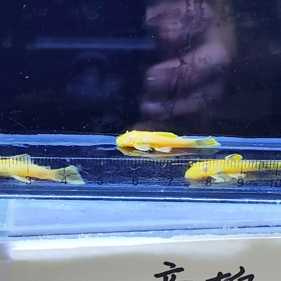 孔雀鱼23胡子四条