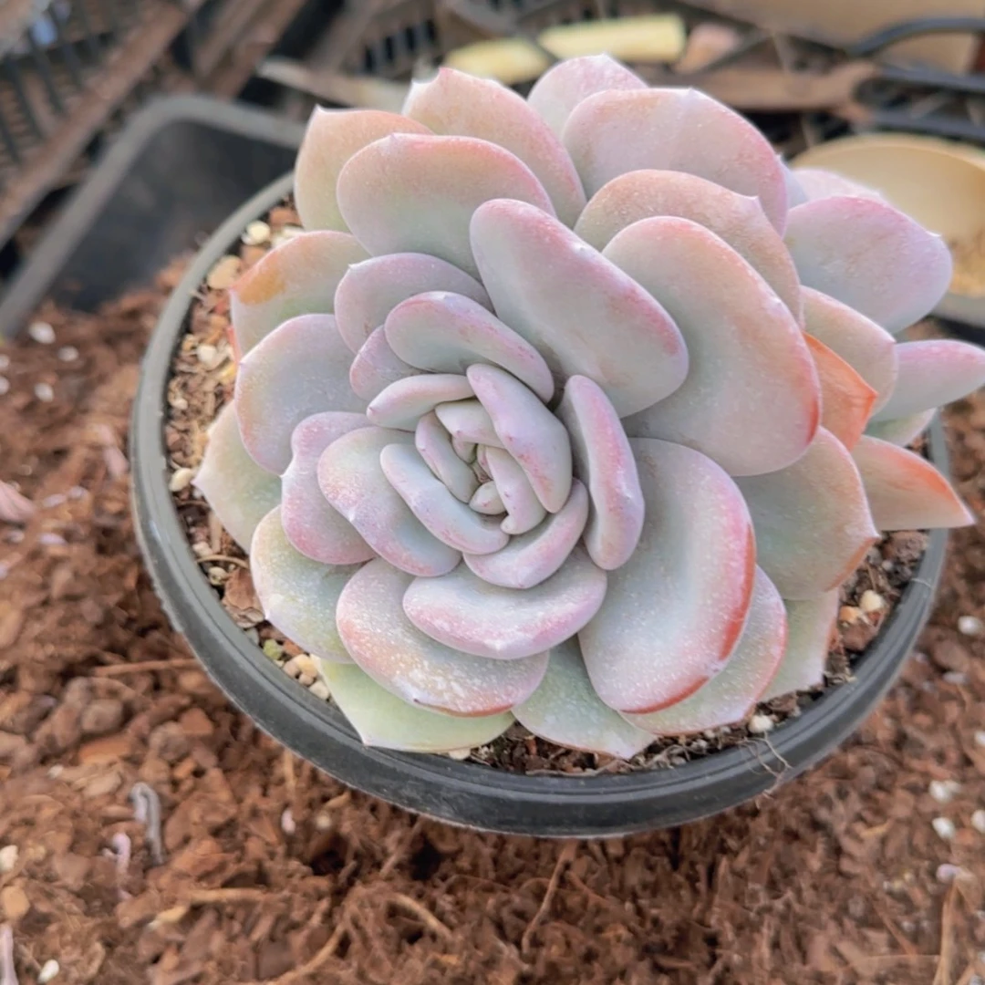 【闪购商品】双头奶茶19.9