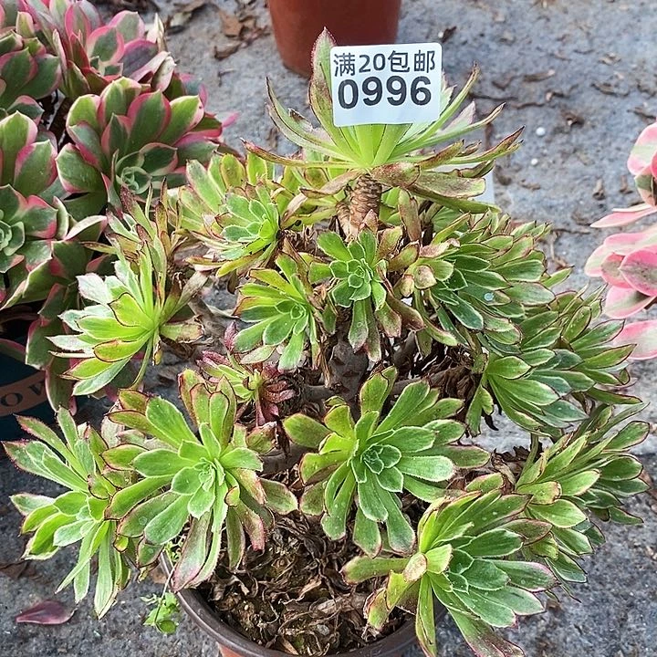 0996 一颗铜雀台法师