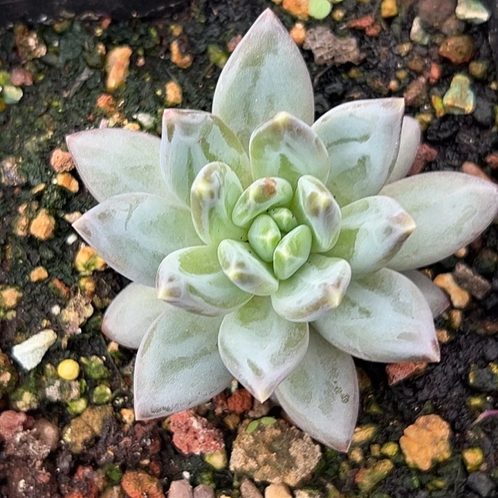 美人单头特价一物一拍