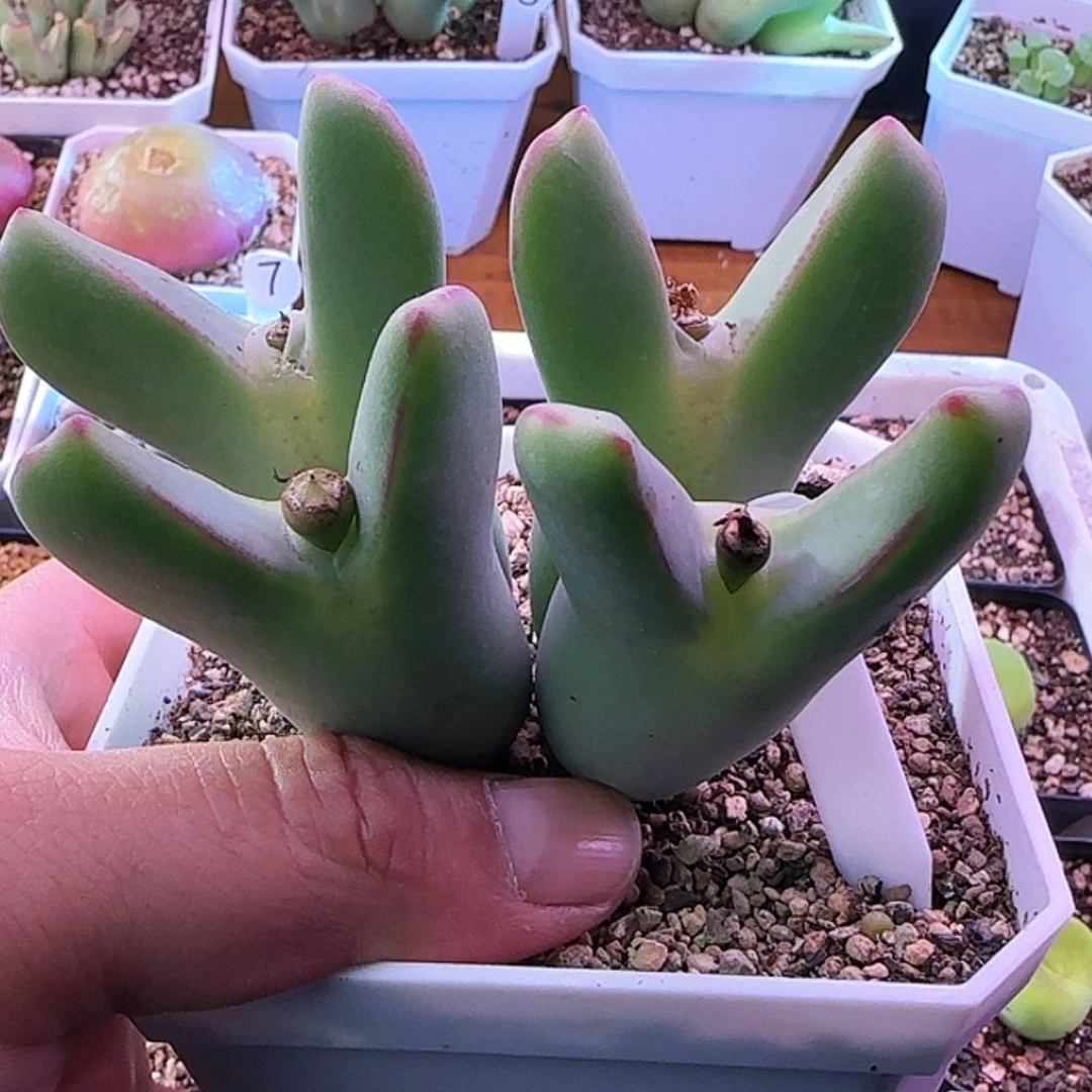 【闪购商品】123456789