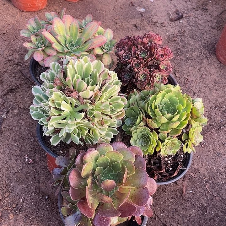 792多肉植物组合，