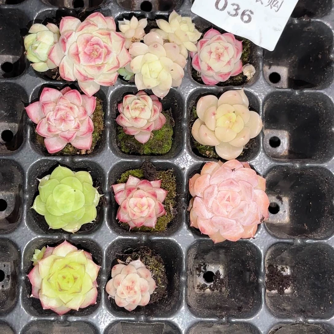 雒*036drdrdrdrdrdrdr