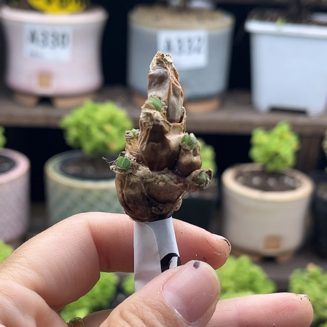 ****米碧光环优选枝干番杏