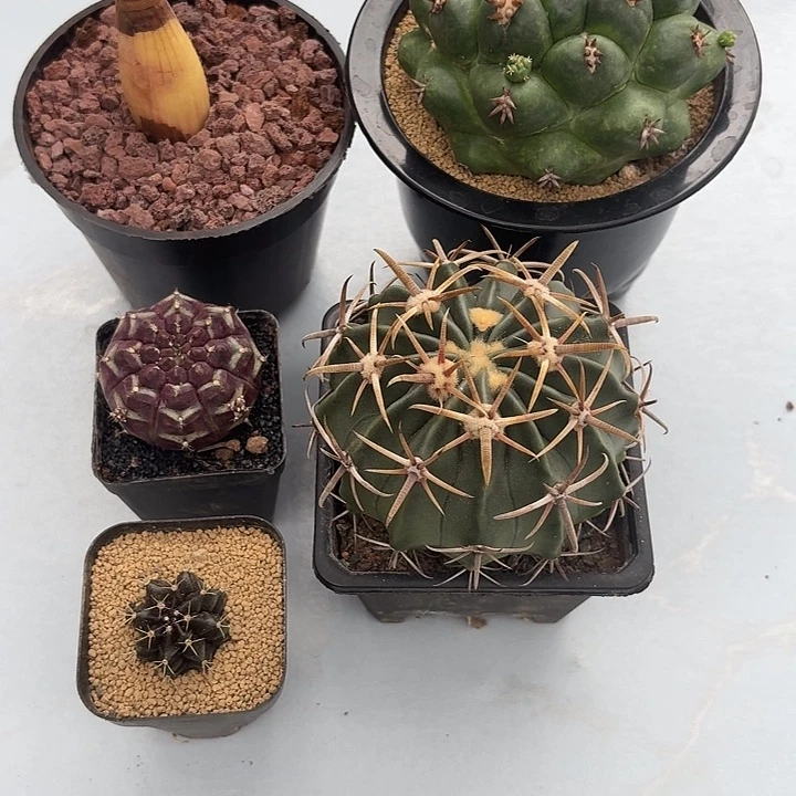 摸***哒5颗球专拍仙人球23