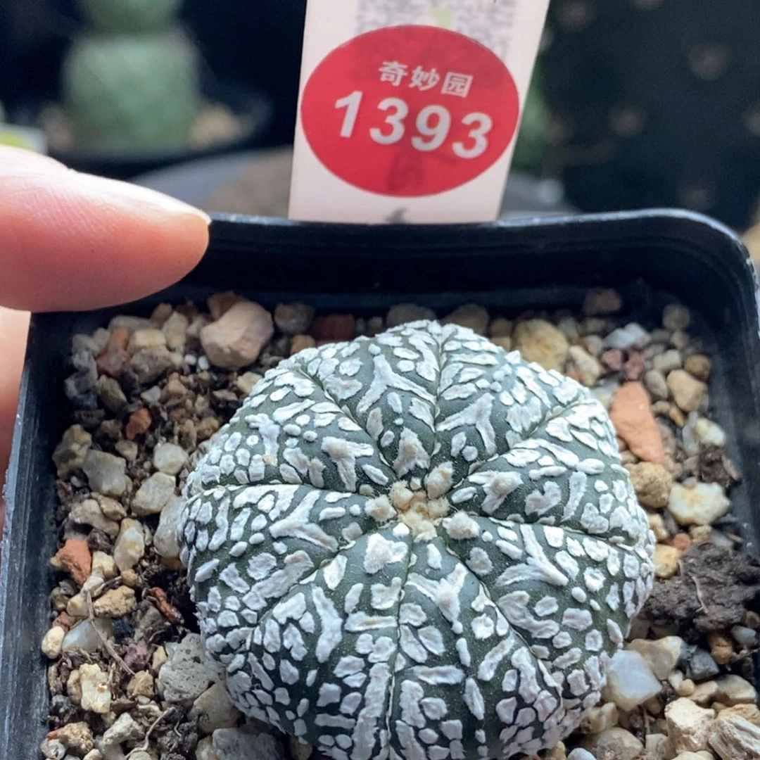 实生海星体带V超兜3.9cm