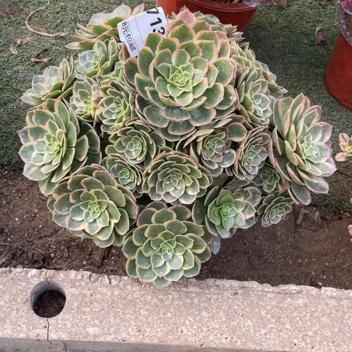 多肉粉花妖法师713