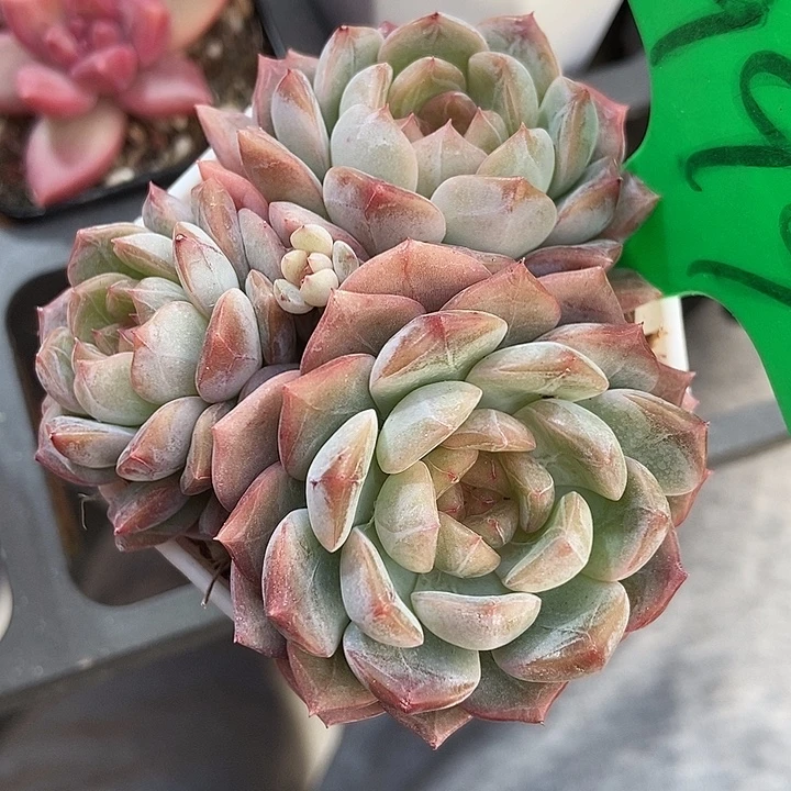 多肉植物糖果珍妮999