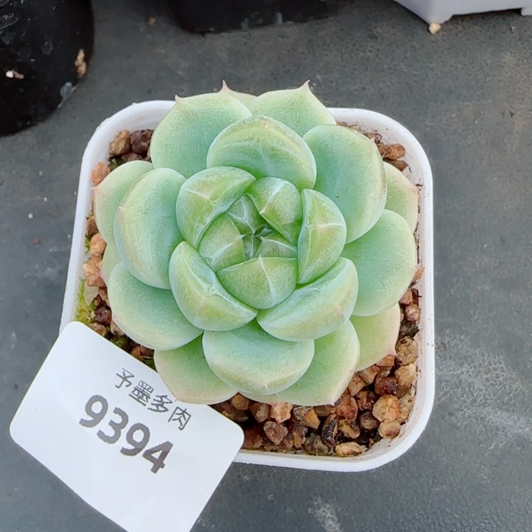 新品，c2 9394多肉植物