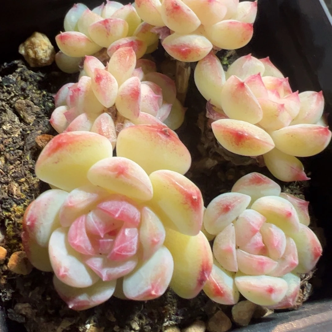 新年快乐新年快乐