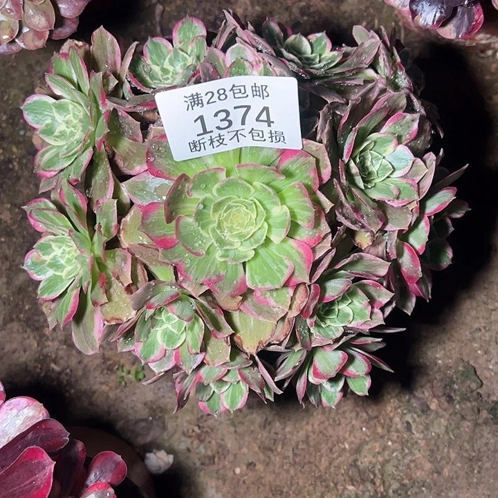 1374水蜜桃多肉植物