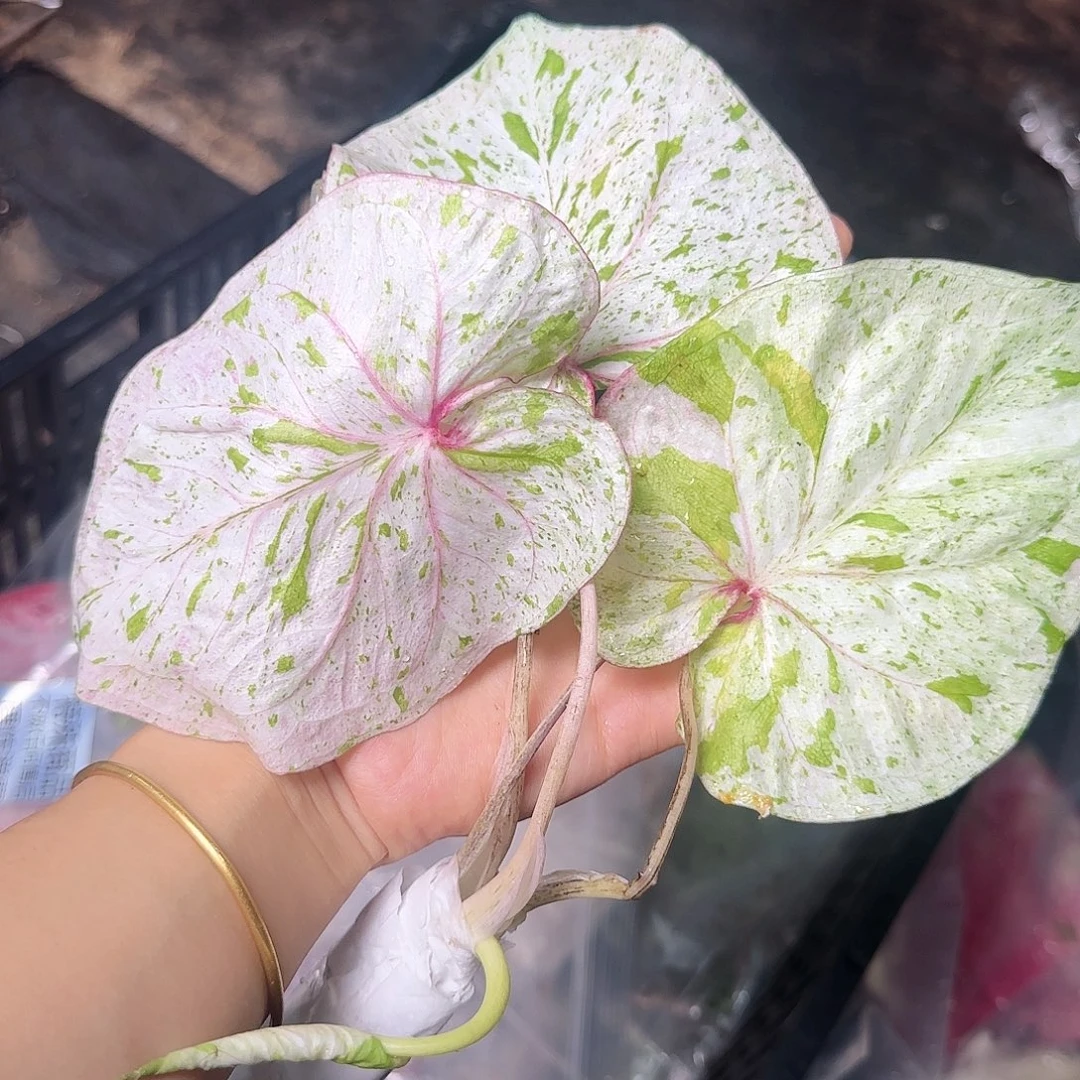 完全开放              009薄荷糖