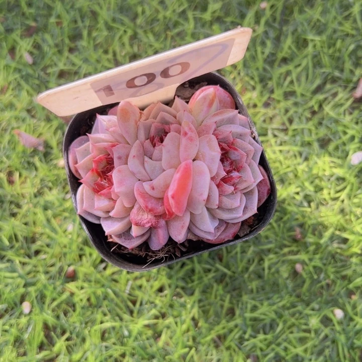 健健康康平平安安