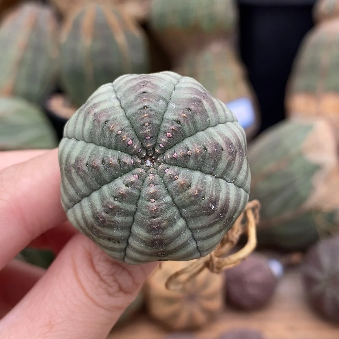 布纹球精品一物一拍