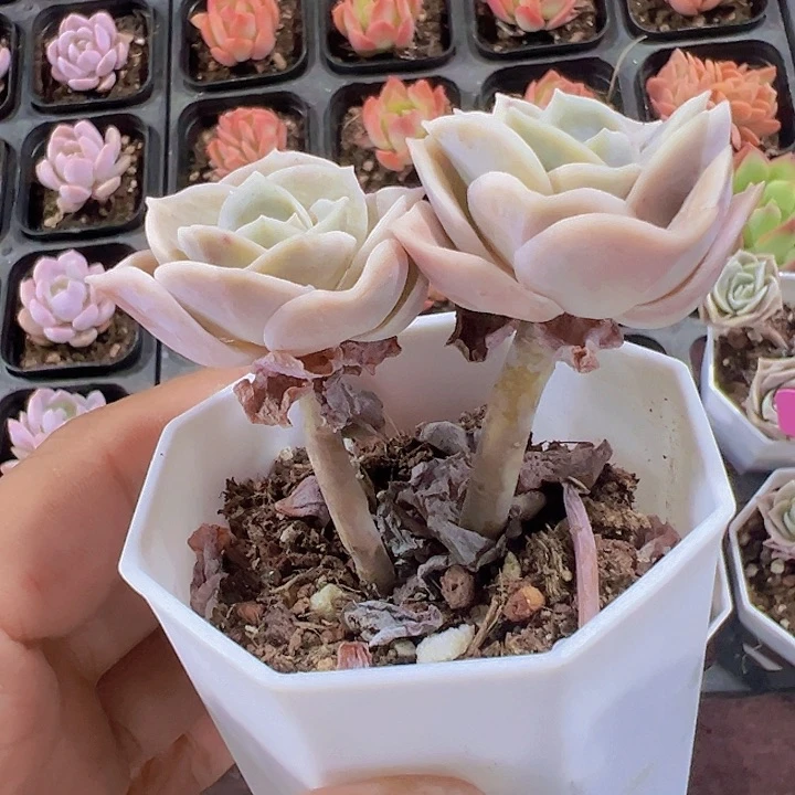 可爱玫瑰精品多肉植物