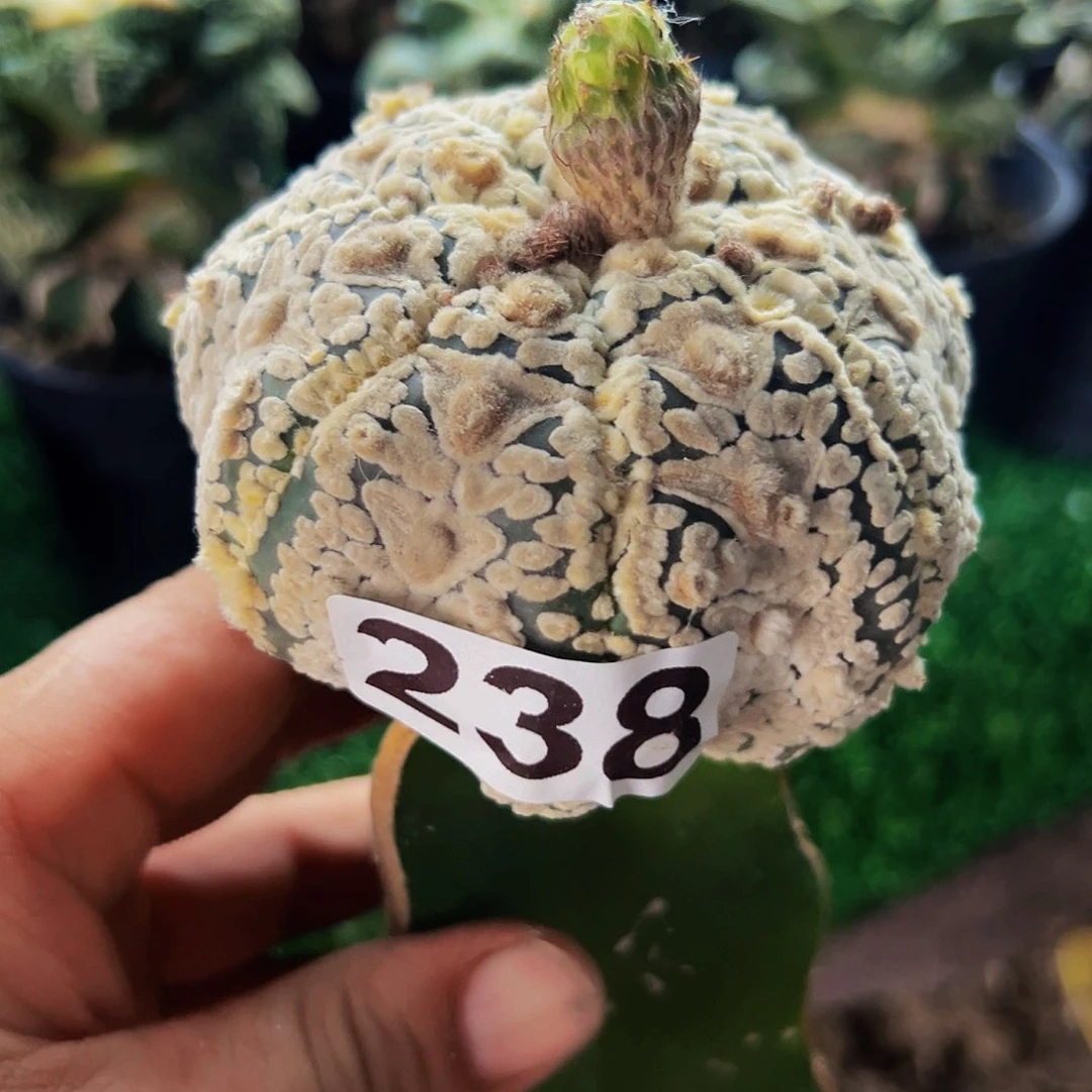 无花朵浓白为兜238