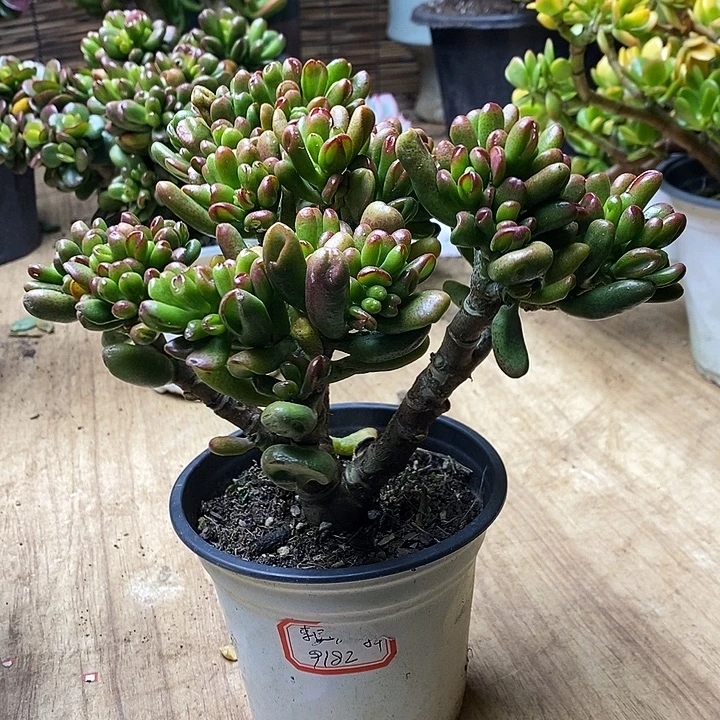 3年小叶招财猫一物一拍