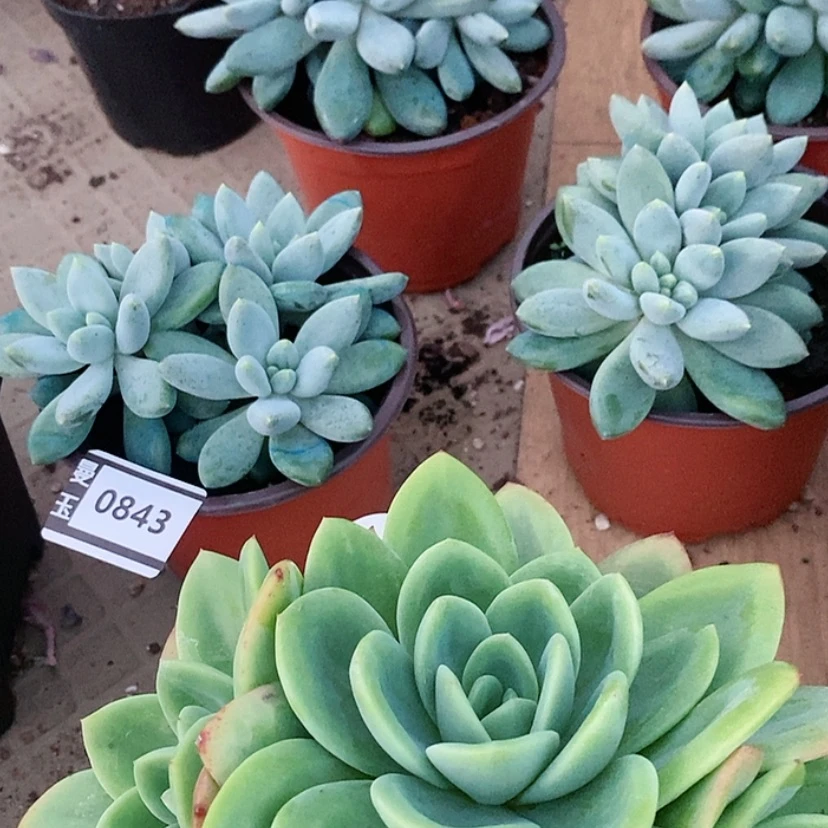 【闪购商品】邓*࿐哥特0843