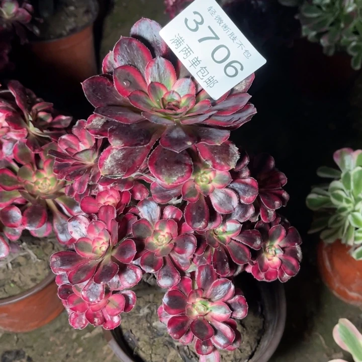 3706香奈的人多肉的