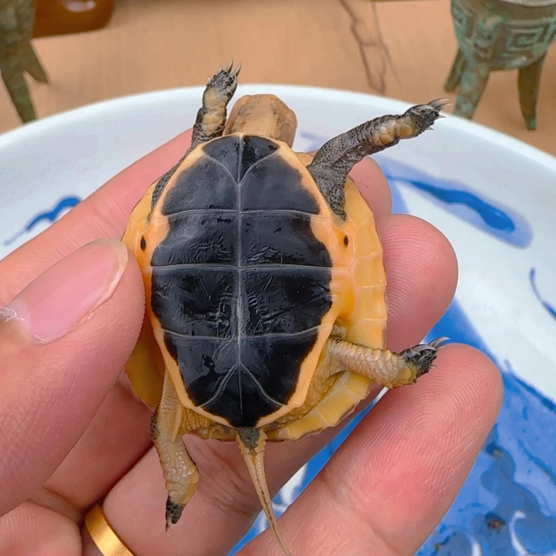 不分公母宠物龟球体安缘