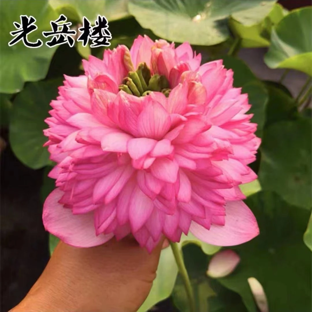 大型观赏荷花种藕苗水培植物庭院盆栽池塘水缸水养莲花苗高档正品