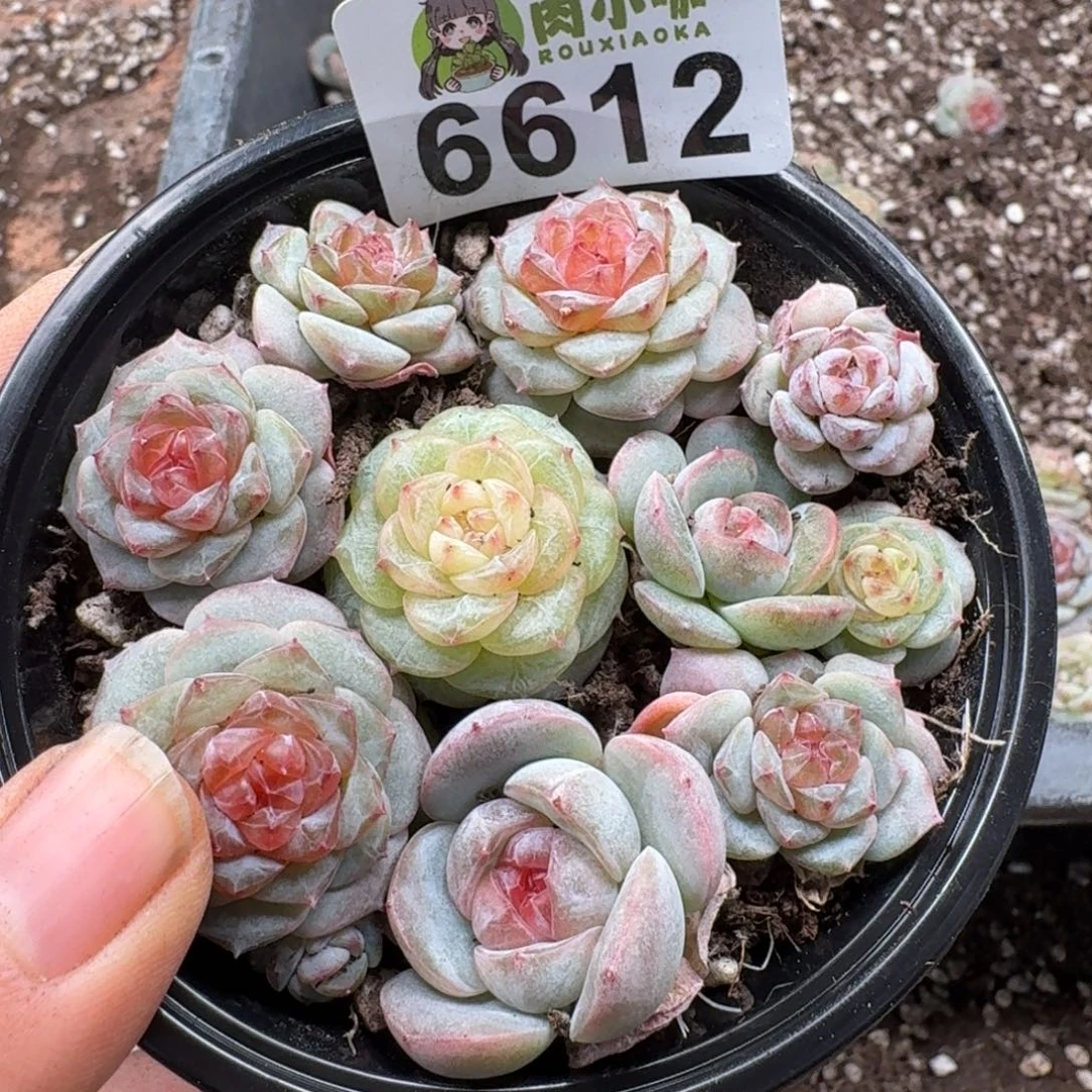 多肉植物多肉植物