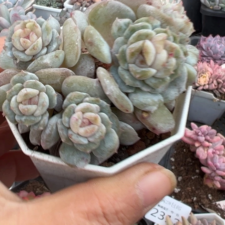 冰皤多肉植物多肉植物