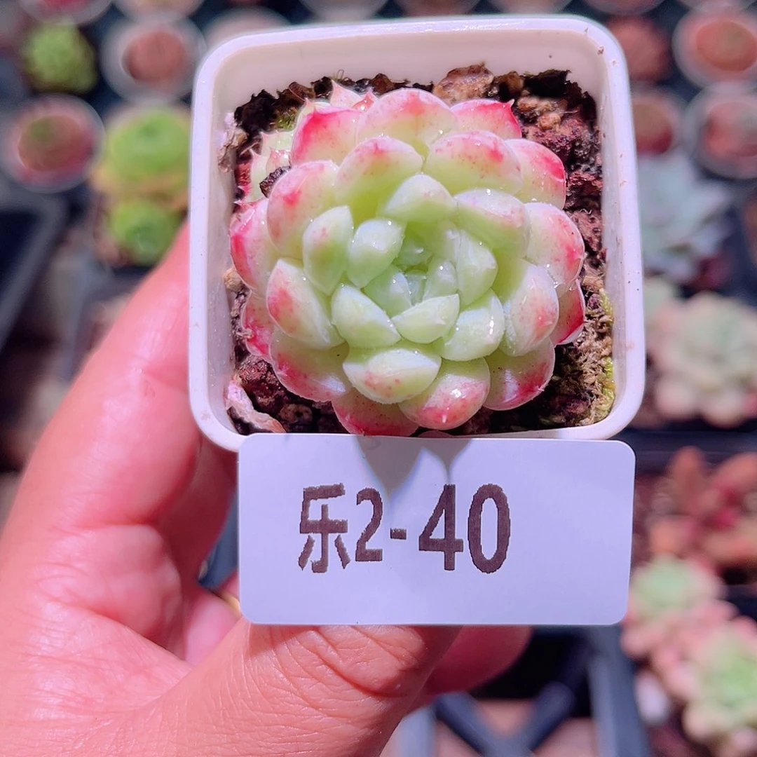 乐然2-40 胭脂雪 不包整