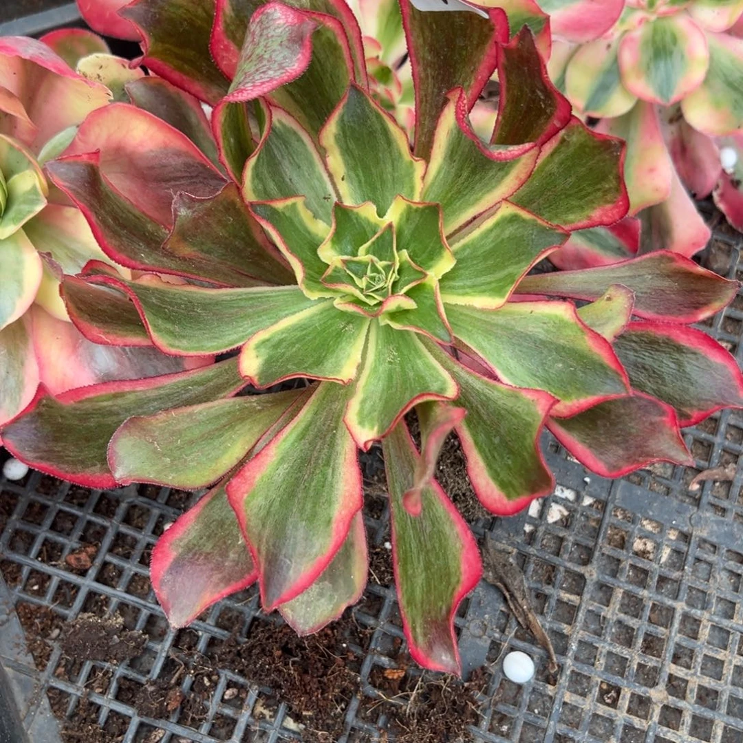 7魅影duorouxixixixi