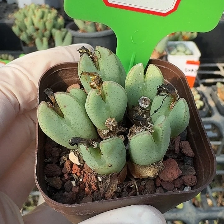 密密麻麻密密麻麻5022
