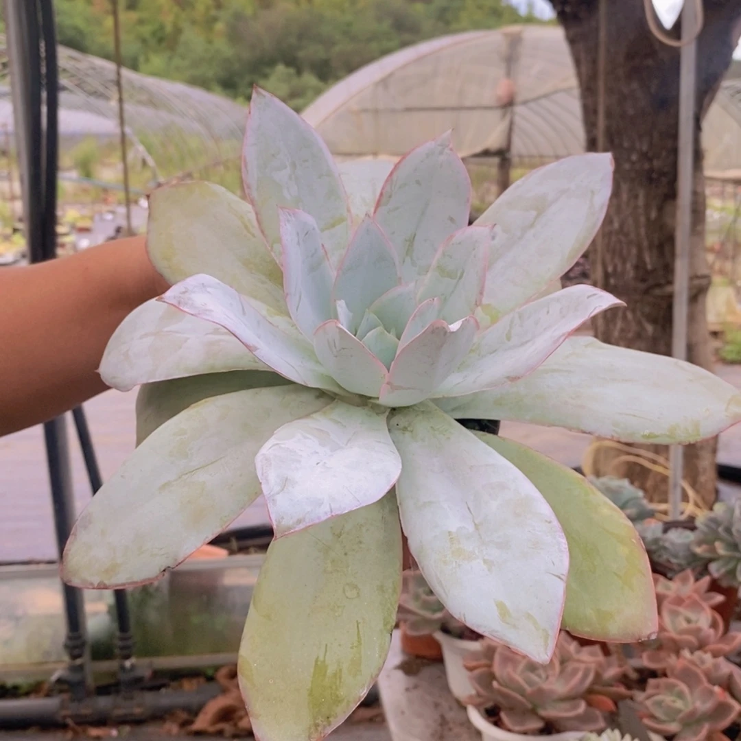 广寒宫大单头老桩