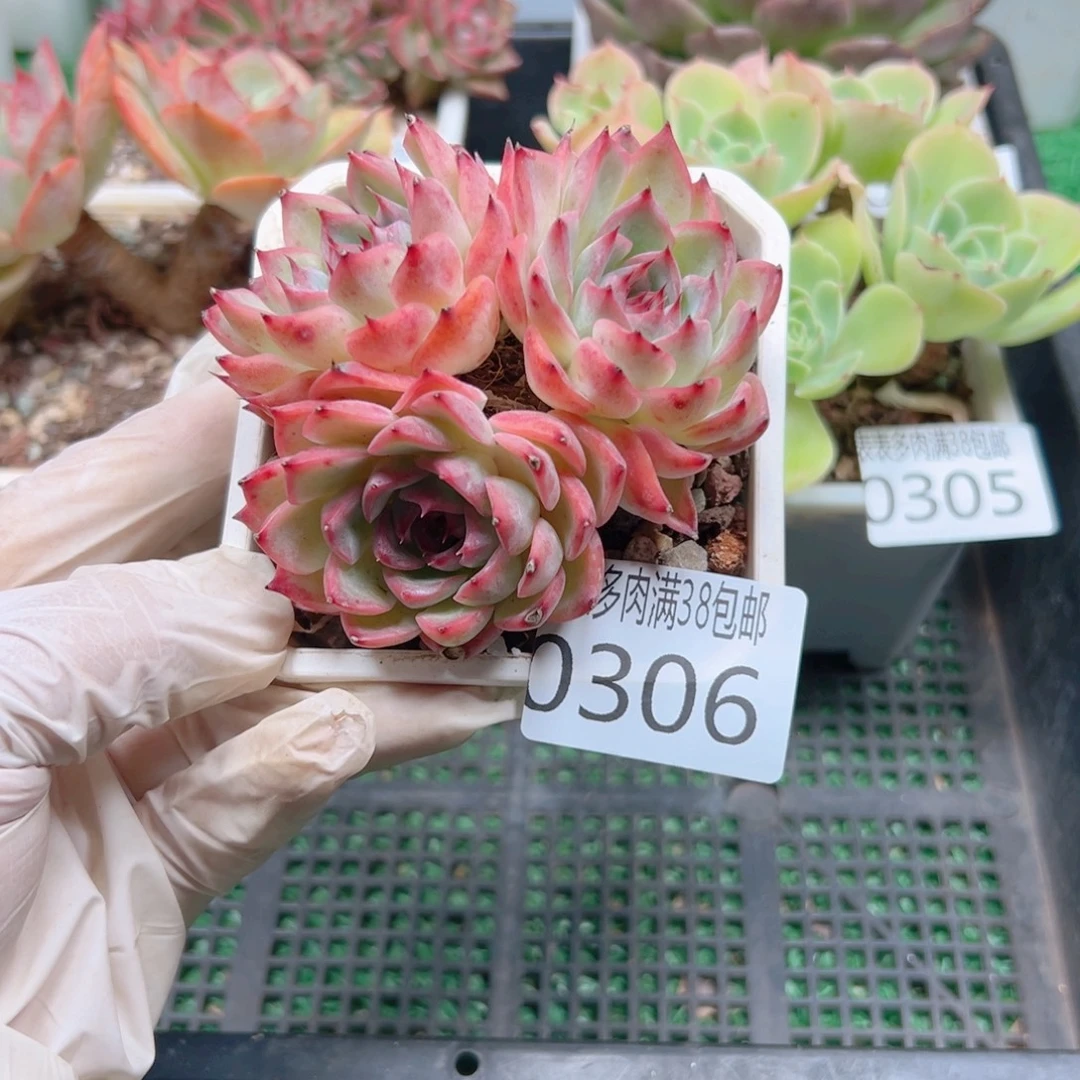 多肉一物一拍植物0306