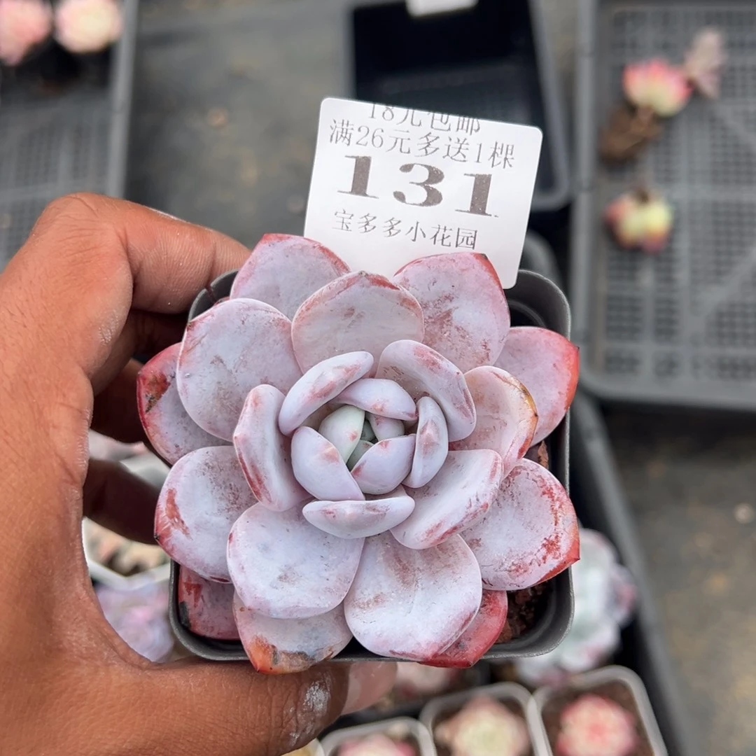 131号奶盖一物一拍满18包邮满26送一颗多肉