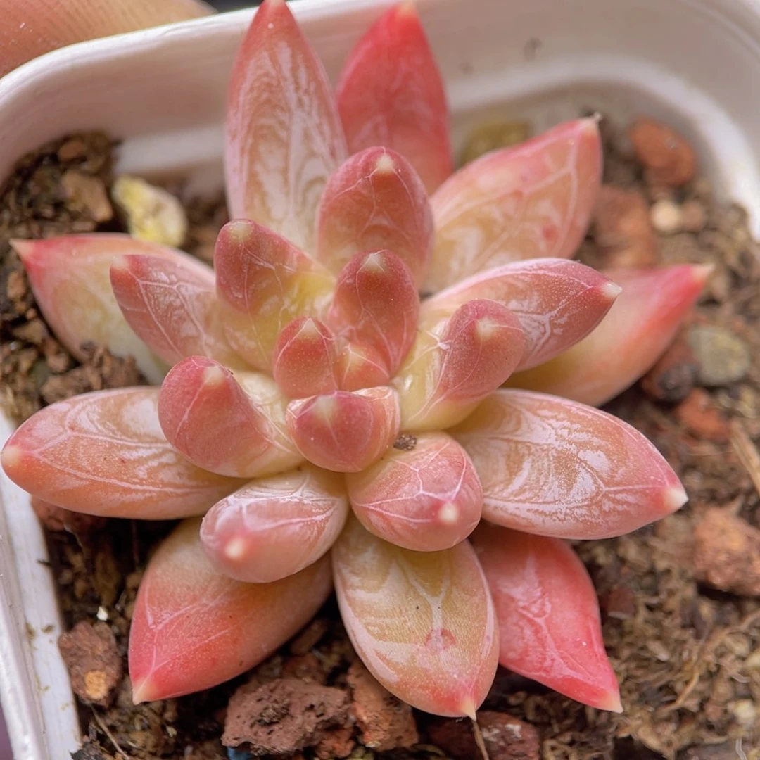 炫彩星暗纹多肉植物【全场凑满9.9包邮发货】