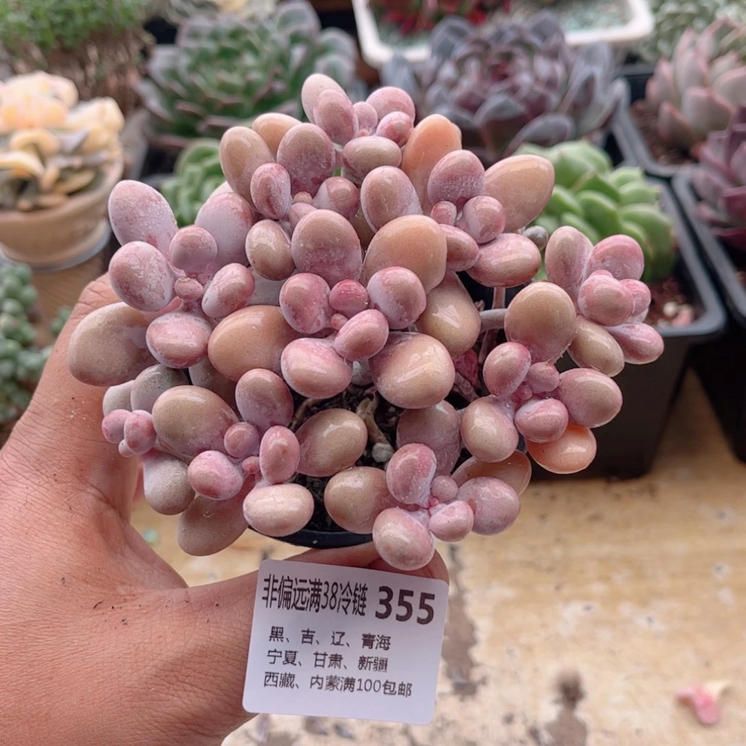 355桃蛋德华多肉