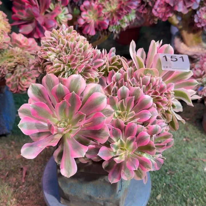 糖果女巫法师锦缀化151