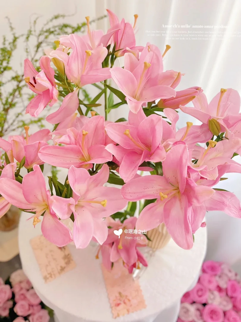 婵之语花咖婵之语花咖 小粉仙3头无香型亚百合