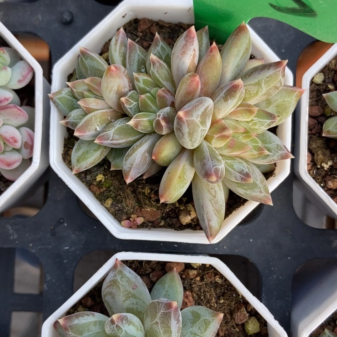 0***01645伊丽莎白多肉植物