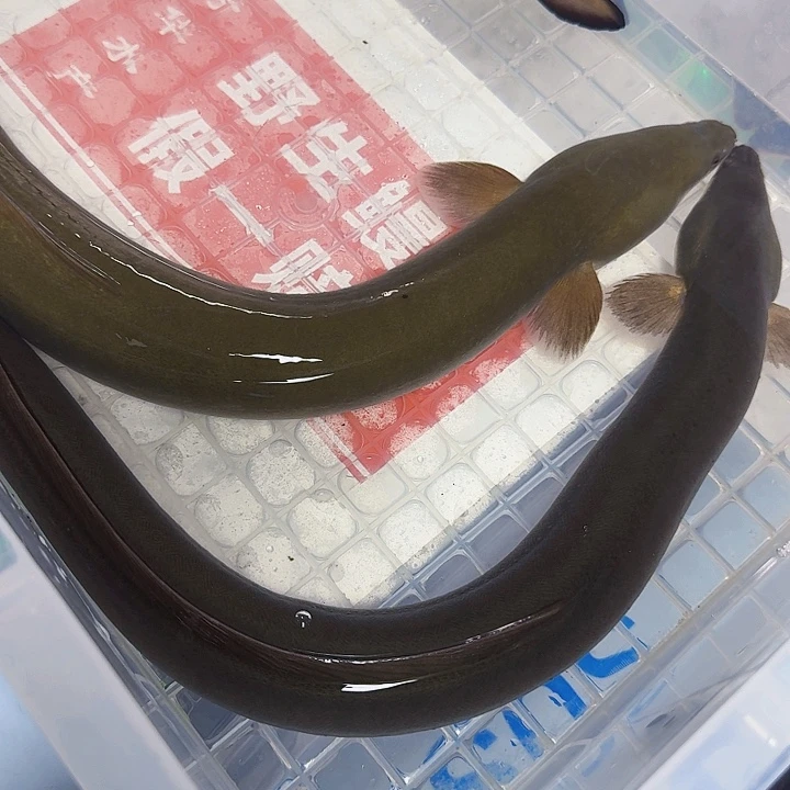 野生鳗鱼二斤七两包活