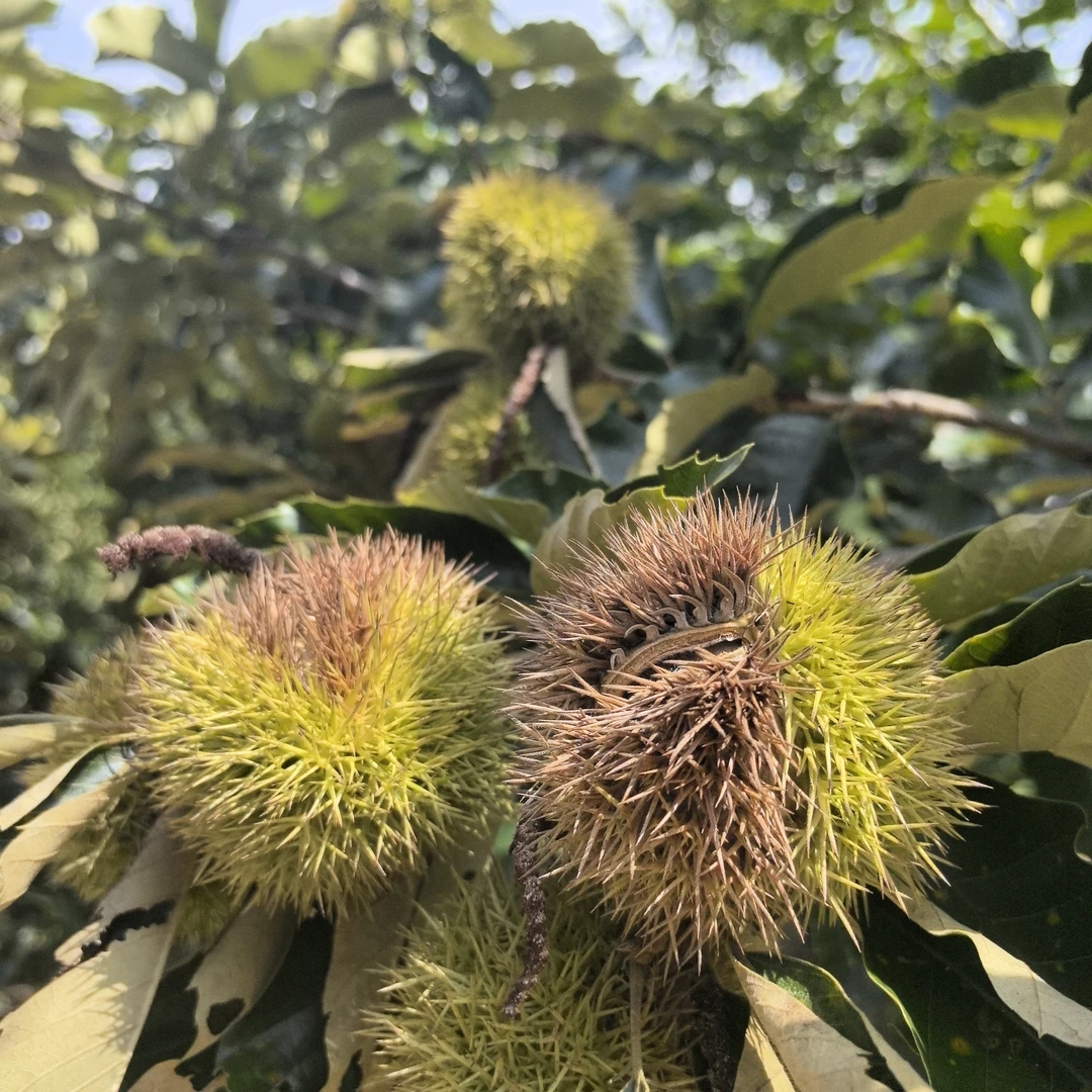 贵州当季新鲜板栗（带刺板栗苞）果肉鲜嫩好剥皮1斤球出果0.35斤