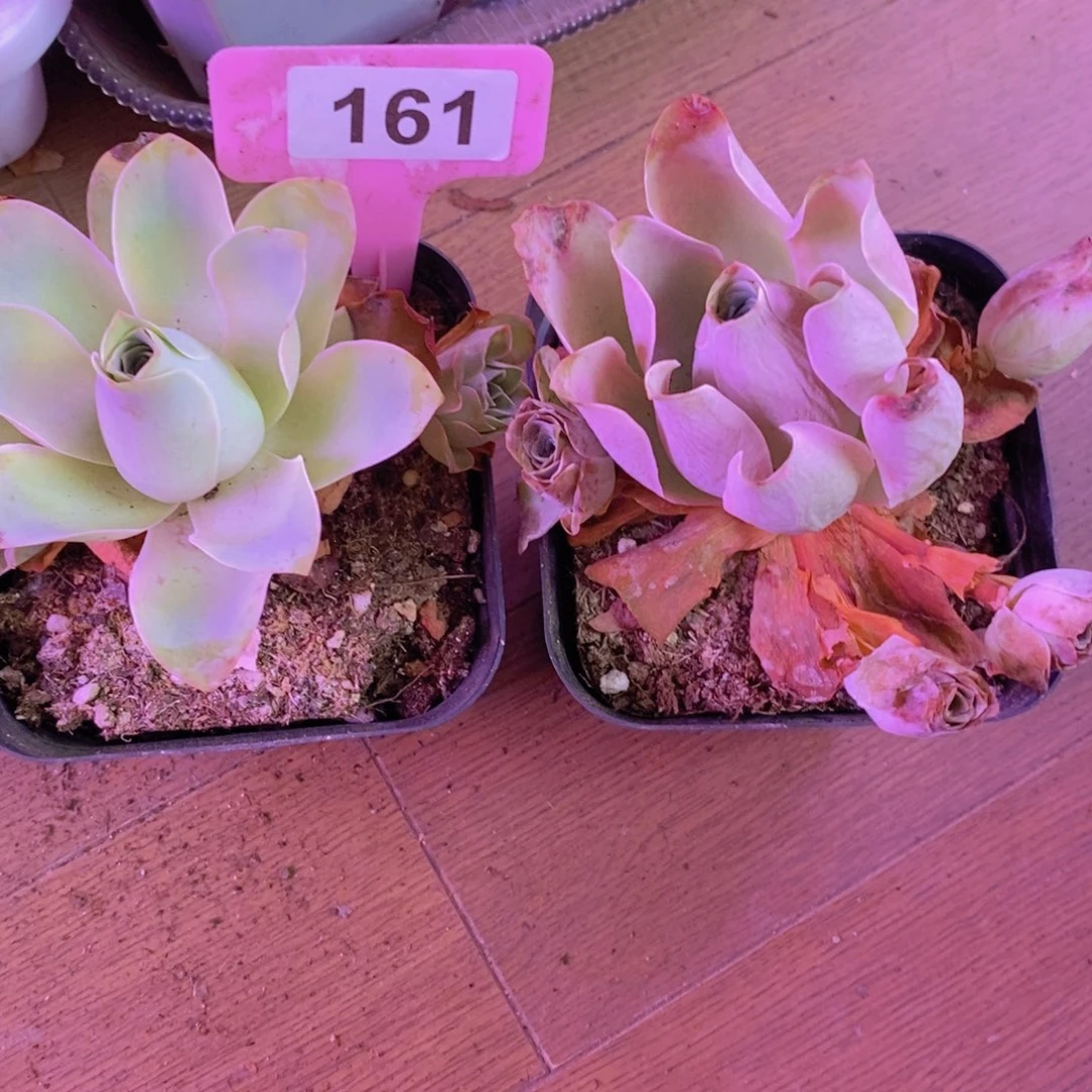 @***@山地玫瑰一物一拍断枝不包161