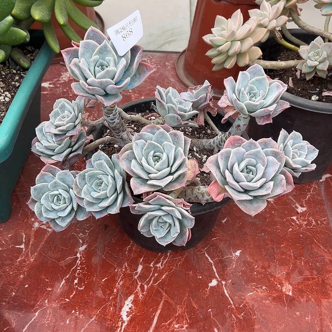 0***9868哈利沃森多肉植物多肉