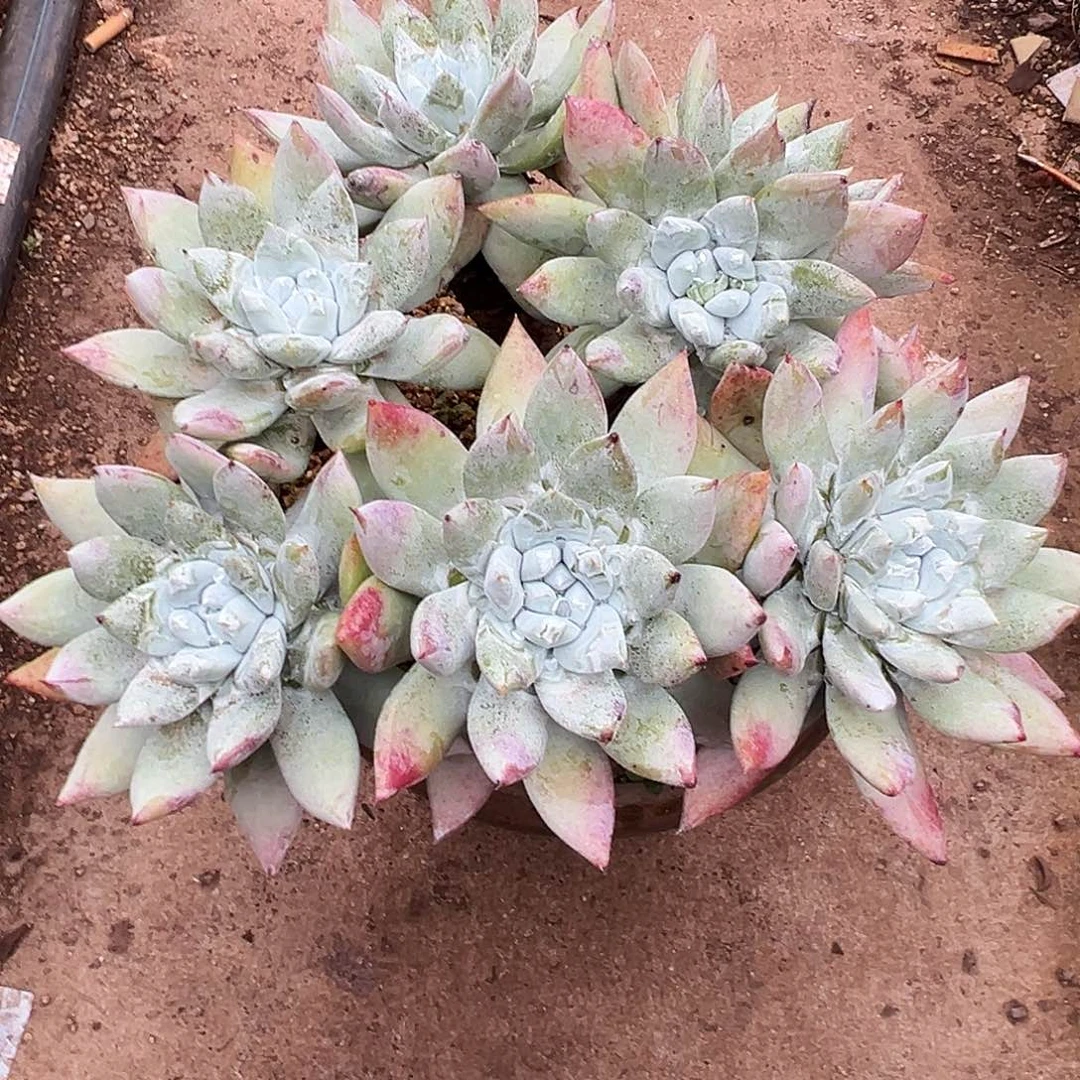 派****7899拇指苹果叶仙女杯