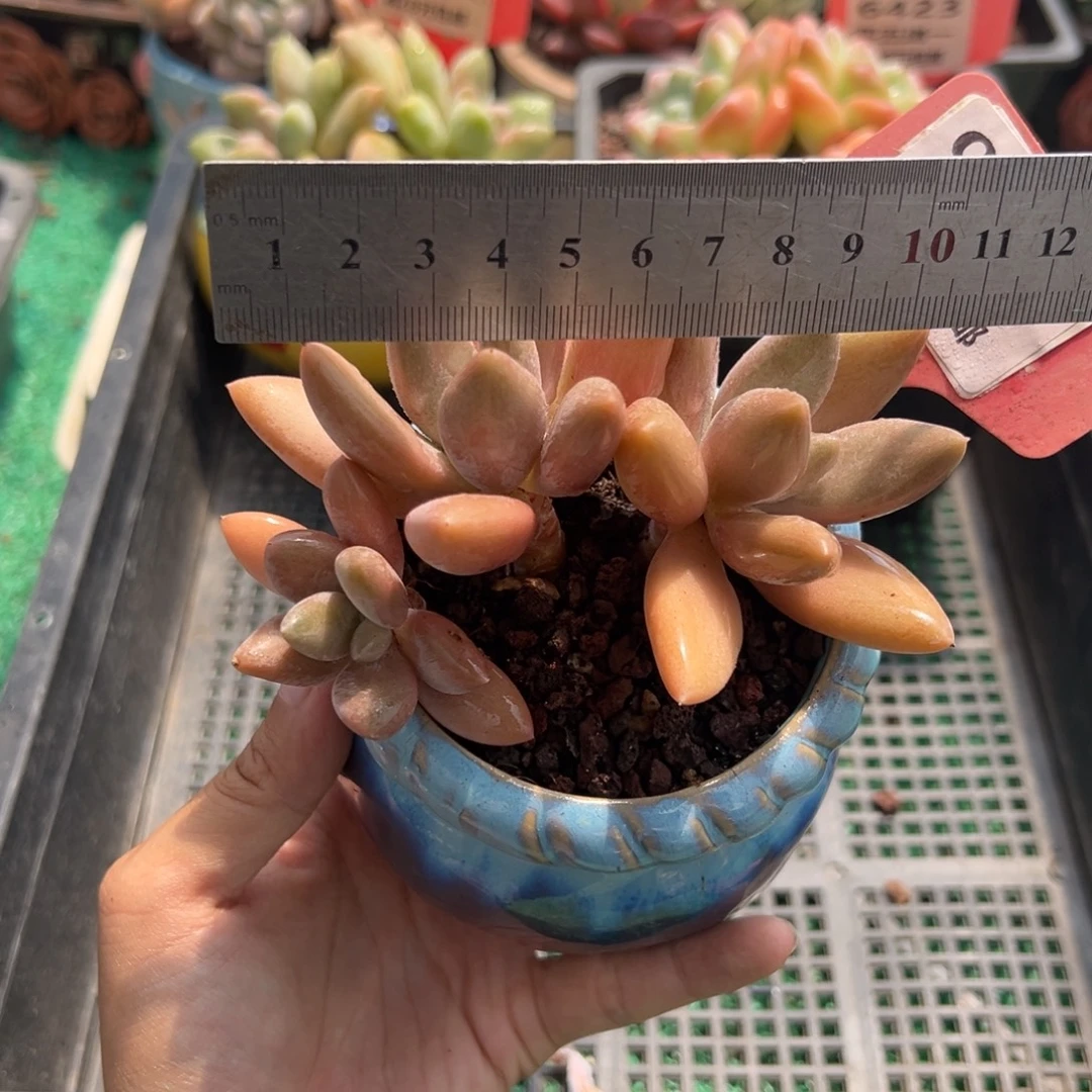 表妹精品多肉植物032.