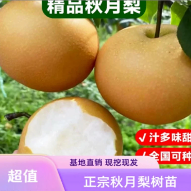 a【当年结果】秋月梨树苗抗寒耐热秋月梨盆地栽适合南北方种植